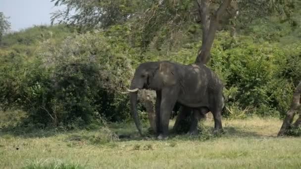 African elephant in Uganda — Stock Video