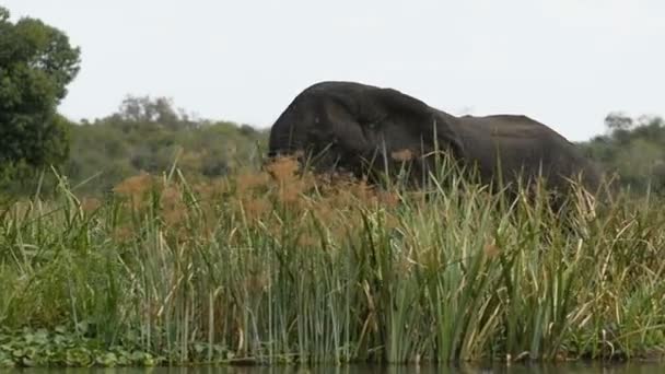 Elefante africano a orillas del río Nilo — Vídeos de Stock