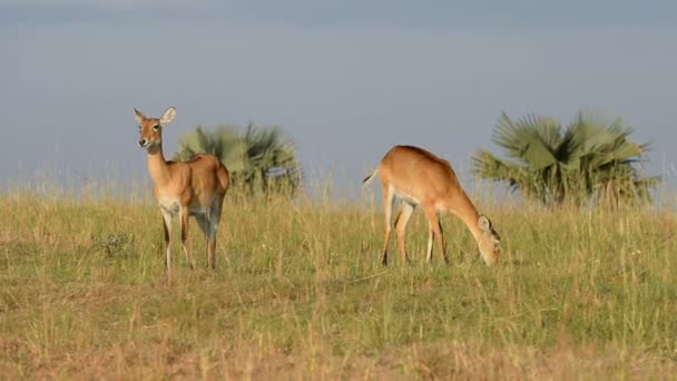 Oeganda Kobs in het Nationaal Park Murchison Falls — Stockvideo