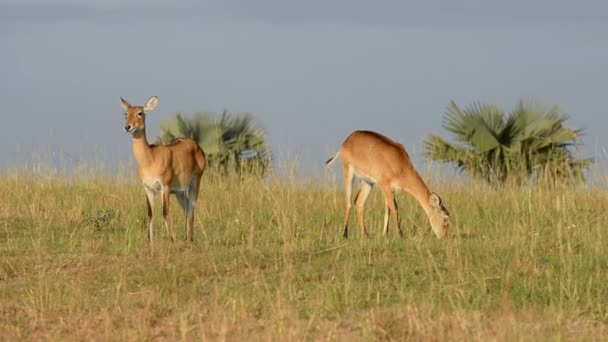 Uganda Kobs em Murchison Falls National Park — Vídeo de Stock