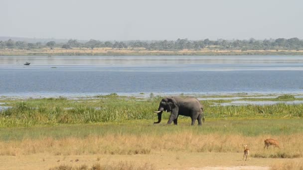 Elefante africano y antílope en la orilla del río Nilo — Vídeos de Stock