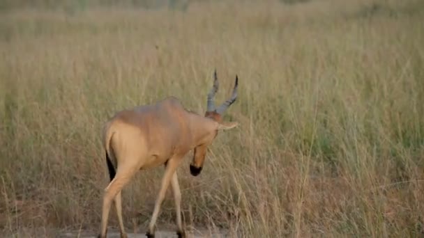 Jacksons Hartebeest i Uganda — Stockvideo