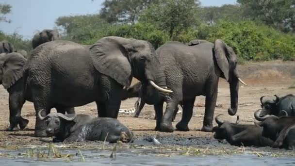 野生のアフリカの水牛や象のグループ — ストック動画