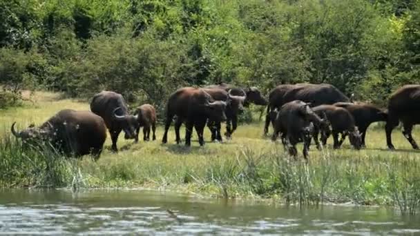 Een groep wilde Afrikaanse buffels — Stockvideo