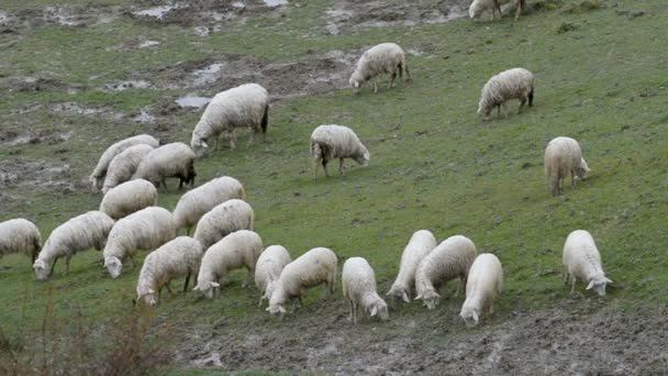 Maremma Sheepdog bevakning besättning av får — Stockvideo