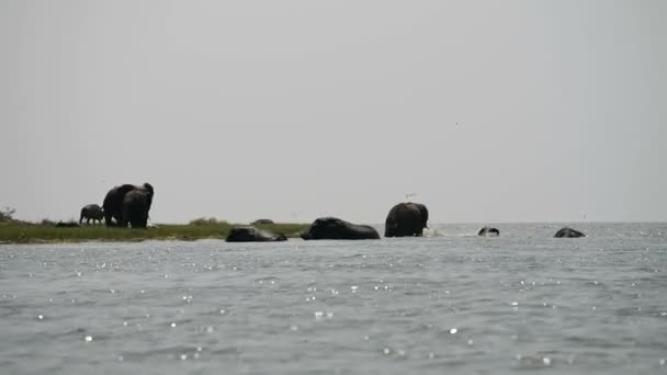 African elephants at Kazinga Channel in Uganda — Stock Video