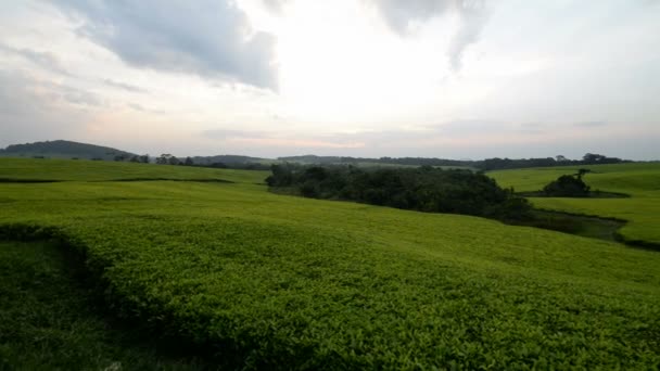 Plantación de té en Uganda — Vídeo de stock