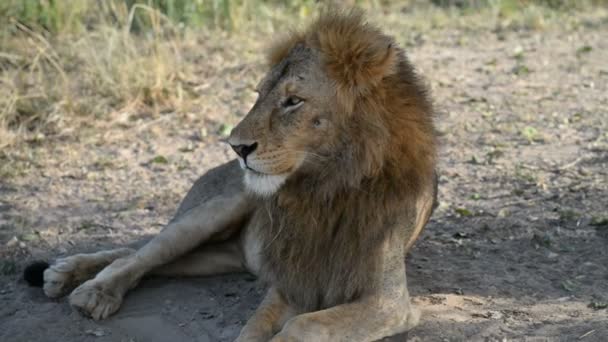 Lion dans le parc national des chutes Murchison — Video