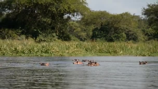 Hipopótamos no rio Nilo — Vídeo de Stock