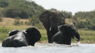 Kazinga kanal Uganda Afrika filleri