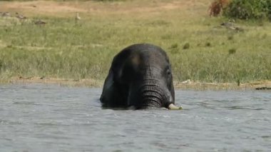 Kazinga kanal Afrika fili