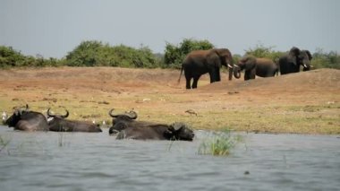 Vahşi Afrika Buffalos ve filler bir grup 