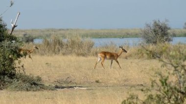 Uganda Kob Murchison Falls Milli Parkı'nda 