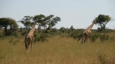 Rothschild'in zürafalar Murchinson Falls Milli Parkı'nda