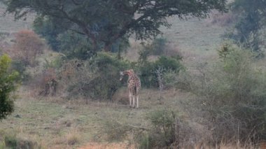 Rothschild zürafa Uganda