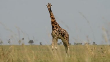 Rothschild'in zürafa Murchinson Falls Milli Parkı'nda