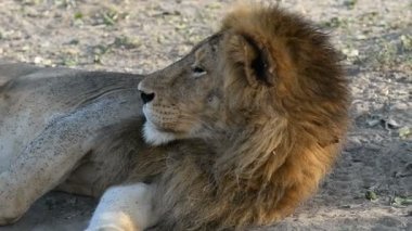 Aslan Murchison Falls Milli Parkı'nda