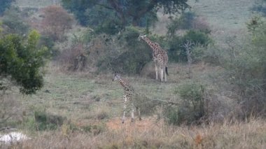 Rothschild zürafalar Uganda