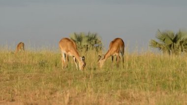 Uganda Kobs Murchison Falls Milli Parkı'nda