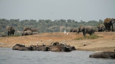 Uganda buffalos ile Afrika filleri