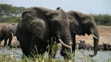 Vahşi Afrika Buffalos ve filler bir grup 