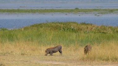 Vahşi bir Warthogs veya Uganda ortak Warthogs