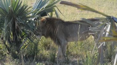 Aslan bölge Uganda işaretleme