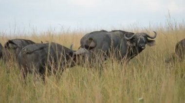 Vahşi Afrika Buffalos Uganda