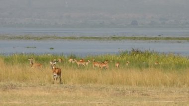 Uganda Kobs Murchison Falls Milli Parkı'nda
