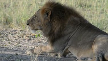 Aslan bölge Uganda işaretleme