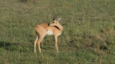Uganda Kob Murchison Falls Milli Parkı'nda 