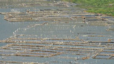 tuz üretimi sahne Kazinga kanal çevresinde