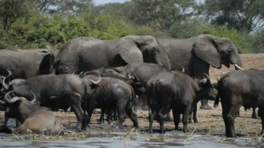 Vahşi Afrika Buffalos ve filler bir grup 