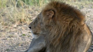 Aslan Murchison Falls Milli Parkı'nda