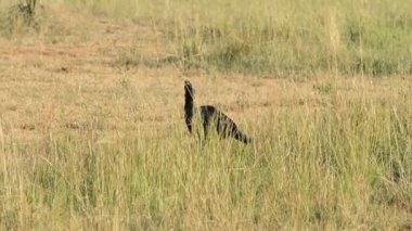 Egzotik kuş Uganda çimenlerin üzerinde yürüyüş