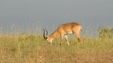 Uganda Kobs Murchison Falls Milli Parkı'nda