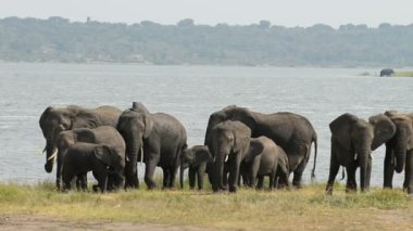 Kazinga kanal Uganda Afrika filleri