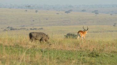 Bir yaban domuzu veya ortak Warthog ve Uganda Kob 