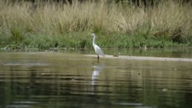 Heron ayakta su Nil