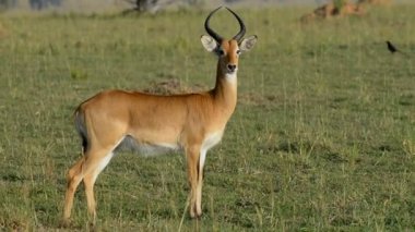Uganda Kob Murchison Falls Milli Parkı'nda 