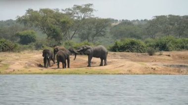 Kazinga kanal Uganda Afrika filleri