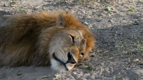 Λιοντάρι στο εθνικό πάρκο Μέρτσισον πέφτει — Αρχείο Βίντεο