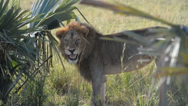 Leão está marcando território no Uganda — Vídeo de Stock