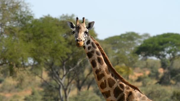 Rothschild's giraffe in Murchinson Falls National Park — Stock Video