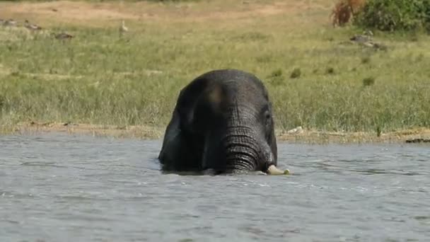 Αφρικανικός ελέφαντας στο Kazinga κανάλι — Αρχείο Βίντεο