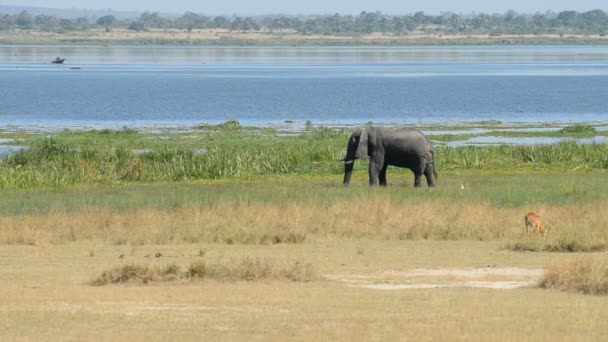Αφρικανικός ελέφαντας και αντιλόπη στην όχθη του ποταμού Νείλου — Αρχείο Βίντεο