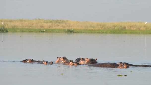 Hippos in the Nile river — Stock Video