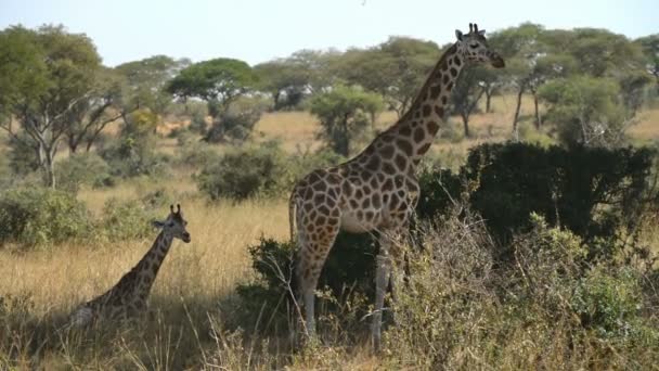 Las jirafas de Rothschild en el Parque Nacional Murchinson Falls — Vídeo de stock