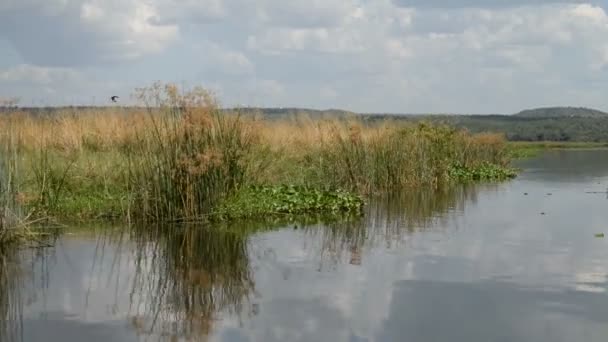 Floden Nilen kusten i Uganda — Stockvideo