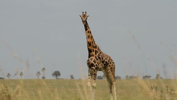 Giraffe in Murchinson fällt in Nationalpark — Stockvideo